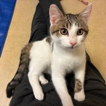 Rescue Domestic Short Hair Cats for Adoption in Washougal, Washington - Sammy Sam | PetCurious
