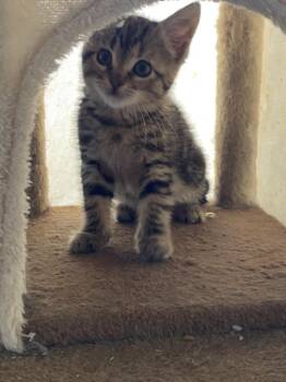 Domestic Short Hair Cats Available for Adoption - POM-POM | PetCurious