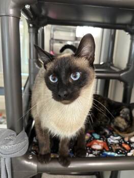 Wall-E -  Siamese Cat for Adoption in Santa Rosa, California - Wall-E | PetCurious