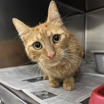 Lady Fish -  Domestic Short Hair Cat for Adoption in Auburn, Alabama - Lady Fish | PetCurious