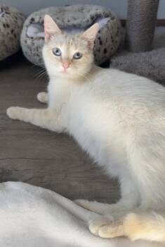 Flicka -  Domestic Short Hair Cat Available for Adoption in Mason City, Iowa - Flicka | PetCurious