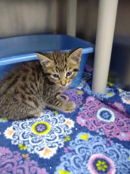 Merlin -  Domestic Short Hair Cat for Adoption in Albion, New York - Merlin | PetCurious