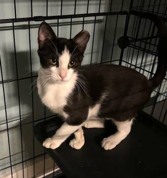 Rescue Domestic Short Hair Cats for Adoption in Jacksonville, Florida - Noah | PetCurious