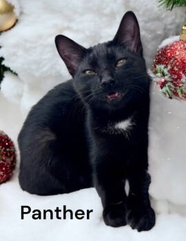 Rescue Domestic Short Hair Cats for Adoption in Weems, Virginia - Panther | PetCurious