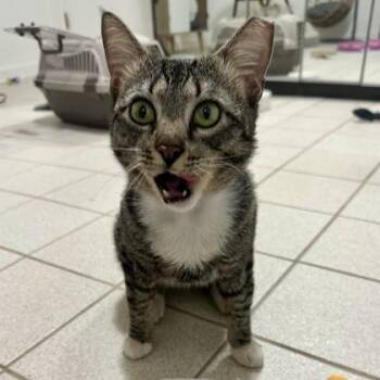 Domestic Short Hair Cats Available for Adoption in Atlanta, Georgia - Roly Poly | PetCurious