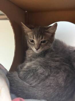 Dale -  Domestic Medium Hair Cat for Adoption in Harbor Springs, Michigan - Dale | PetCurious