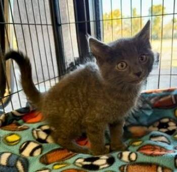 Wyck -  Domestic Short Hair Cat for Adoption in Mason City, Iowa - Wyck | PetCurious