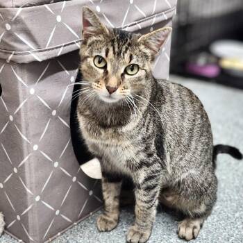 Penelope -  Domestic Short Hair Cat for Adoption - Penelope | PetCurious