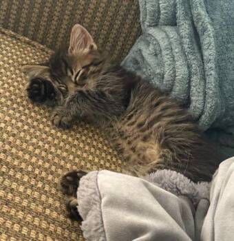 Angus -  Domestic Long Hair Cat for Adoption in Fernley, Nevada - Angus | PetCurious