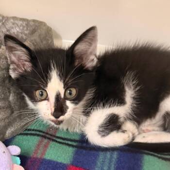 Webster -  Domestic Short Hair Cat for Adoption in Evansville, Indiana - Webster | PetCurious