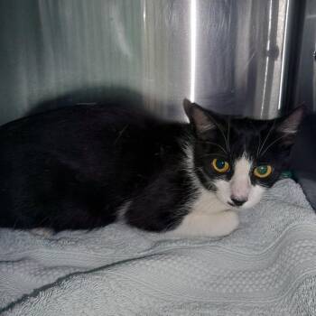 IVHS-Stray-142356 -  Domestic Short Hair Cat for Adoption in San Gabriel, California - IVHS-Stray-142356 | PetCurious