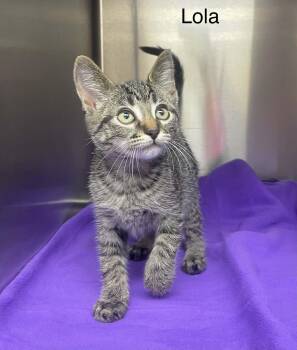 Lovely Lola -  Tabby Cat for Adoption in Wyandotte, Michigan - Lovely Lola | PetCurious