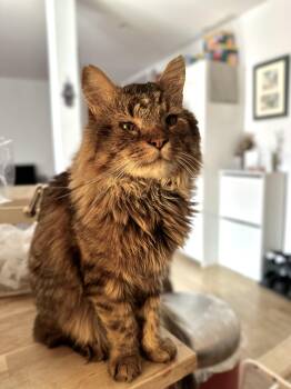 Domestic Medium Hair and Maine Coon Cats Available for Adoption in New York, New York - Enzo Is A Lover Boy Waiting For Forever Home | PetCurious