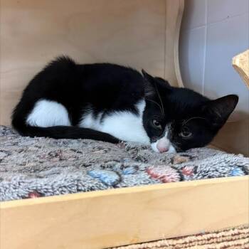 Rescue Domestic Short Hair Cats for Adoption in Wantagh, New York - Scoobert | PetCurious