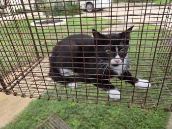 Domestic Short Hair Cats Available for Adoption in Houston, Texas - 8 | PetCurious