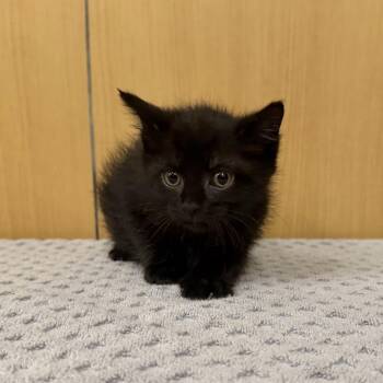 CJ -  Domestic Medium Hair and Domestic Short Hair Cat for Adoption in Brentwood, Missouri - CJ | PetCurious