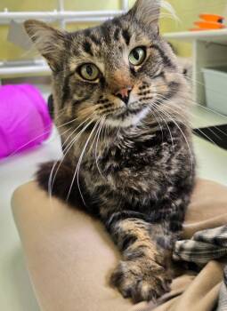Domestic Long Hair Cats Available for Adoption in Blountville, Tennessee - Boone | PetCurious