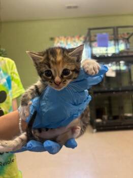 Domestic Short Hair Cats Available for Adoption in Burnsville, North Carolina - Lanie | PetCurious