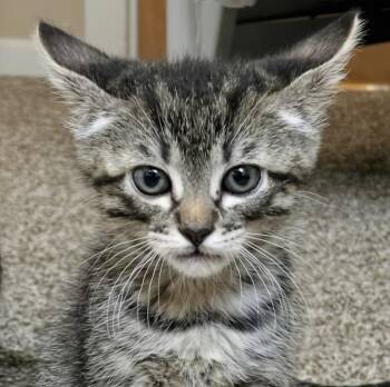 Binxy -  Domestic Short Hair Cat for Adoption in Sonora, California - Binxy | PetCurious