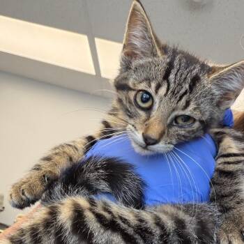 TNT -  Domestic Short Hair Cat for Adoption in Watertown, New York - TNT | PetCurious
