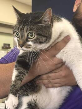 TABBI -  Domestic Short Hair Cat for Adoption in Pasadena, Texas - TABBI | PetCurious