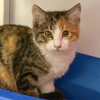 Rescue Domestic Short Hair Cats for Adoption in Santa Fe, New Mexico - Clarinet | PetCurious