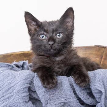 Domestic Short Hair Cats Available for Adoption in Franklin, Tennessee - Bear | PetCurious