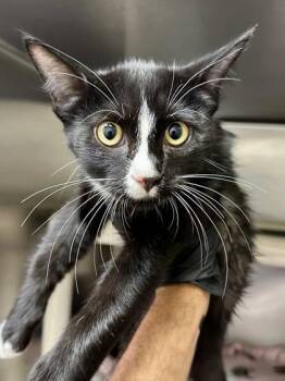 Scrappy -  Domestic Short Hair Cat for Adoption in Wichita, Kansas - Scrappy | PetCurious