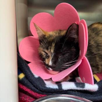 Circe -  Domestic Short Hair Cat for Adoption in Mentor, Ohio - Circe | PetCurious
