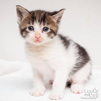 Domestic Short Hair Cats Available for Adoption in Washington, District Of Columbia - Doctor Who | PetCurious