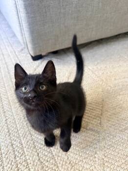 Boo -  Domestic Short Hair Cat for Adoption in Sunrise, Florida - Boo | PetCurious