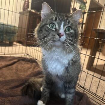 Squishy -  Domestic Medium Hair Cat for Adoption in Rochester, Minnesota - Squishy | PetCurious