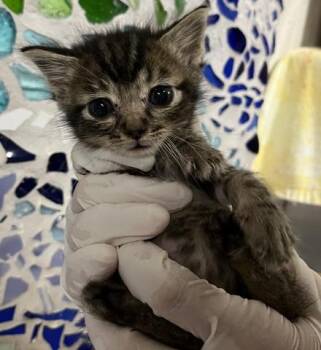 RON WEASLEY -  Domestic Short Hair Cat for Adoption in Pensacola, Florida - RON WEASLEY | PetCurious