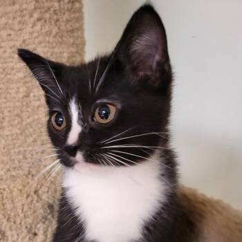 Pauly D -  Domestic Short Hair Cat for Adoption in South Elgin, Illinois - Pauly D | PetCurious