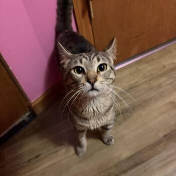 Baby Cat -  Domestic Short Hair Cat for Adoption in Lemont, Illinois - Baby Cat | PetCurious