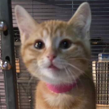 Maddi -  Domestic Short Hair Cat for Adoption in Hanna City, Illinois - Maddi | PetCurious