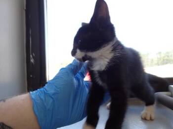 Carlton -  Domestic Short Hair Cat for Adoption in Taylorsville, North Carolina - Carlton | PetCurious