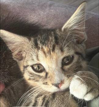 Independence -  Domestic Short Hair Cat for Adoption in Webster City, Iowa - Independence | PetCurious