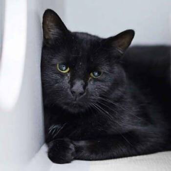 Bear -  Domestic Short Hair Cat for Adoption in Atlanta, Georgia - Bear | PetCurious