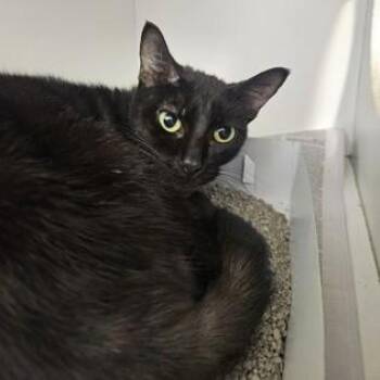 Blackie -  Domestic Short Hair Cat for Adoption in Phoenixville, Pennsylvania - Blackie | PetCurious