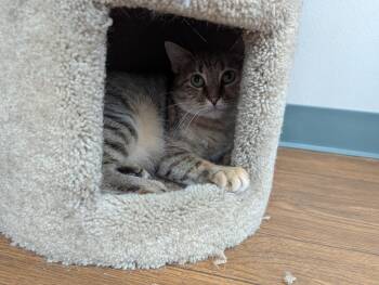 Rescue Domestic Short Hair Cats for Adoption in Reeds Spring, Missouri - Carolina | PetCurious