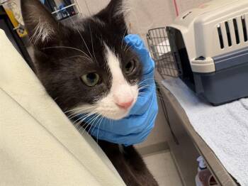 AILEY -  Domestic Short Hair Cat for Adoption in Kent, Washington - AILEY | PetCurious