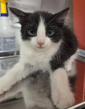 Odafin `Fin` Tutuola -  Domestic Short Hair Cat for Adoption in Fresno, California - Odafin `Fin` Tutuola | PetCurious