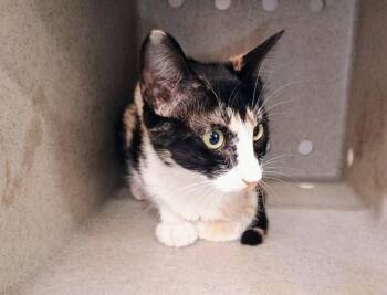 A553751 -  Domestic Short Hair Cat for Adoption in Moreno Valley, California - A553751 | PetCurious