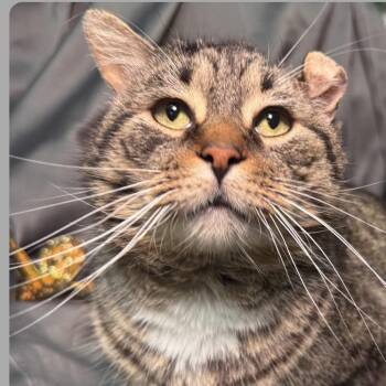 Domestic Short Hair Cats Available for Adoption in Eaton Rapids, Michigan - Fishy Food Fanatic FIV 55962 | PetCurious