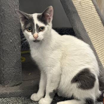 Road Runner -  Domestic Short Hair Cat for Adoption in Oak Brook, Illinois - Road Runner | PetCurious
