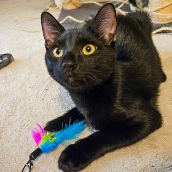 Samwise -  Domestic Short Hair Cat for Adoption in Des Moines, Iowa - Samwise | PetCurious