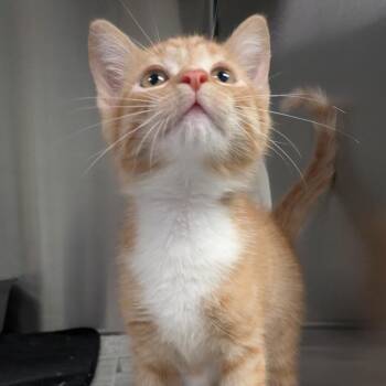 Cheese -  Domestic Short Hair Cat for Adoption in Hendersonville, North Carolina - Cheese | PetCurious