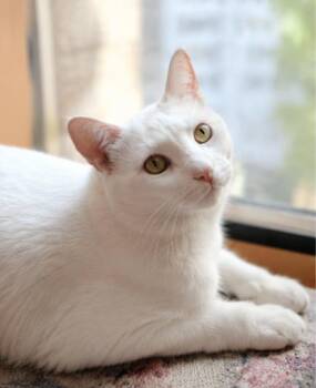 Soline -  Domestic Short Hair Cat for Adoption in Stamford, Connecticut - Soline | PetCurious