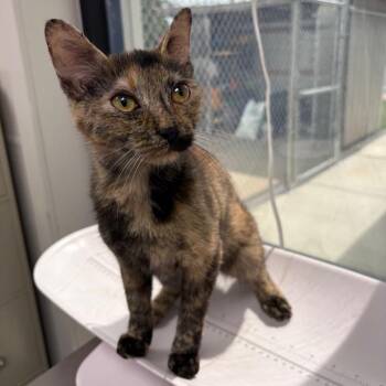 Anna -  Domestic Short Hair Cat for Adoption in Columbiana, Alabama - Anna | PetCurious